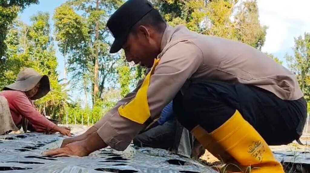 Bhabinkamtibmas Polsek Meurah Mulia Dukung Penanaman Bawang Merah untuk Tingkatkan Ketahanan Pangan
