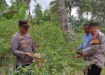 Kapolsek Muara Satu Dukung Produktivitas Petani Cabai untuk Ketahanan Pangan