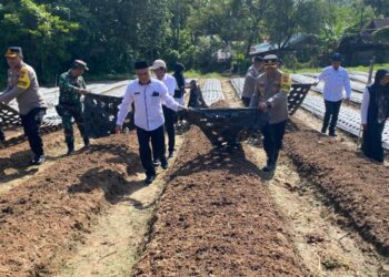 Kapolres Lhokseumawe dan Muspida Tanam Bawang Merah untuk Dukung Ketahanan Pangan