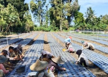 Bhabinkamtibmas Polsek Meurah Mulia Dukung Penanaman Bawang Merah untuk Tingkatkan Ketahanan Pangan