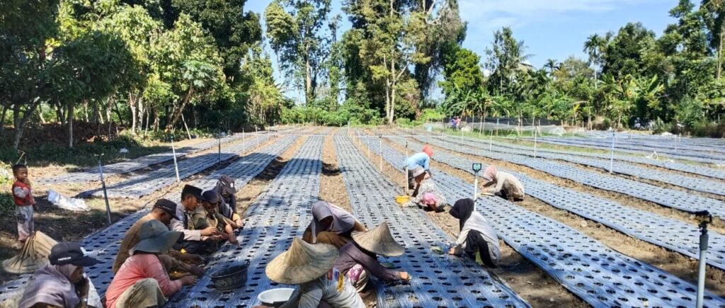 Bhabinkamtibmas Polsek Meurah Mulia Dukung Penanaman Bawang Merah untuk Tingkatkan Ketahanan Pangan