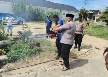 Pohon Tumbang di Jalan Rel Dusun H. Nafi, Lalu Lintas Sempat Tersendat