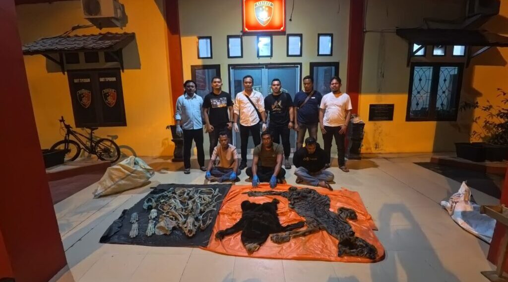 Hendak Jual Kulit Harimau dan Beruang Madu, 3 Pria Asal Aceh Timur Terancam 15 Tahun Penjara