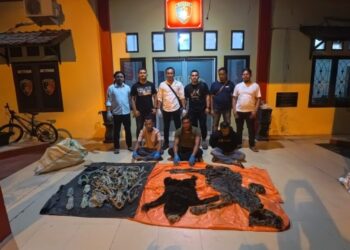 Hendak Jual Kulit Harimau dan Beruang Madu, 3 Pria Asal Aceh Timur Terancam 15 Tahun Penjara