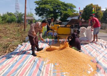 Bhabinkamtibmas Polsek Babul Rahmah Dukung Ketahanan Pangan di Kecamatan Babul Rahmah, Aceh Tenggara