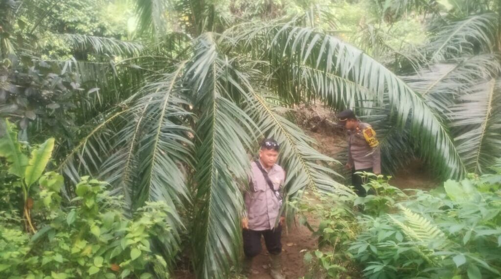 Setelah Harimau, Kini Giliran Gajah Masuk Kebon Warga Indra Makmur, Aceh Timur