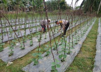 Mendukung Ketahanan Pangan, Bhabinkamtibmas Beri Motivasi Warga di Aceh Tamiang