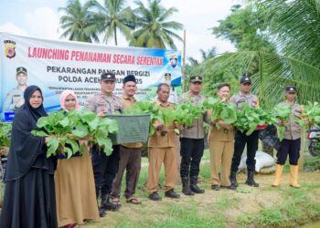 Kapolsek dan Muspika Panen Perdana Sawi di Pekarangan Pangan Bergizi Polsek Meurah Mulia